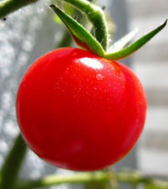 西红柿的营养价值 9种功效美白抗癌降血压