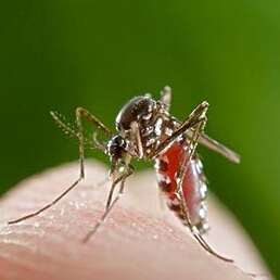 夏季如何止痒 夏季蚊子叮咬七种方法止痒