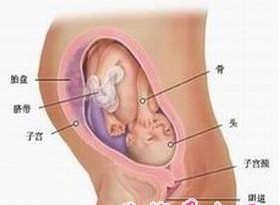 怀孕八个月胎儿图_男女胎儿（图片）(2) - 孕期检查